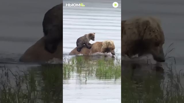 Более милого вы сегодня не увидите. ♥️