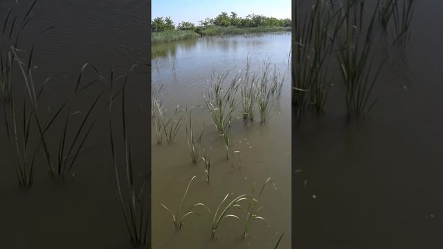 Рыбалка на пеленгаса #slingshotfishing #охотасрогаткой #рыбалка #huntingrussia #рыбалкасрогаткой смотреть онлайн