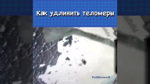 Как удлинить Теломеры.