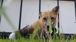 утренняя прогулка с #лисой #лУна