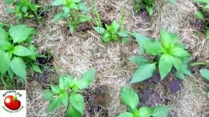 перец цветет но не плодоносит?