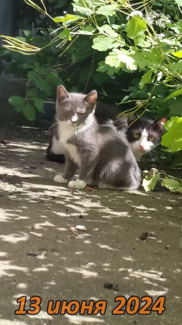 Кошачья жизнь.