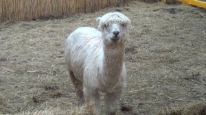 Альпака парк