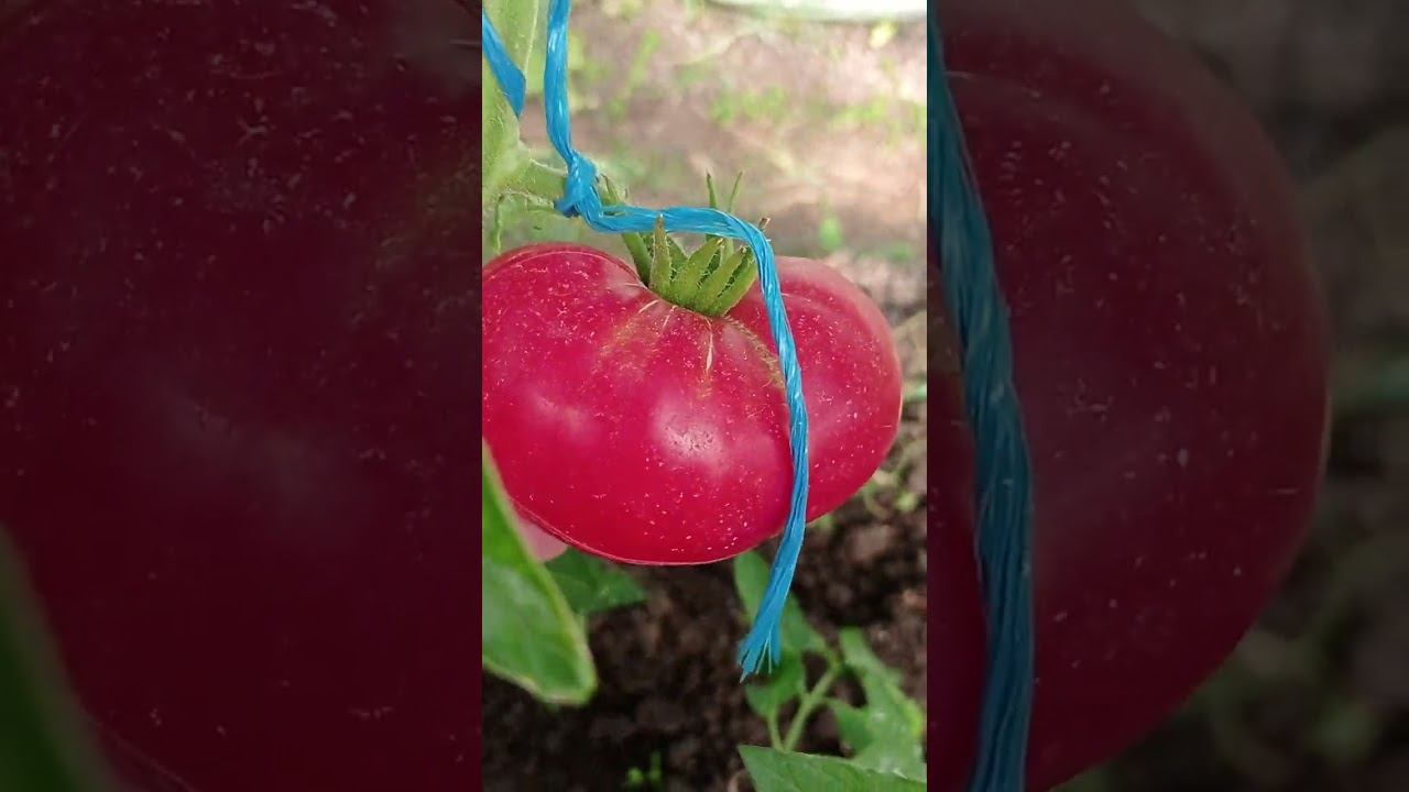 как вылечить томаты от кладоспориоза  #сад #дача