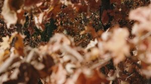 Звуки осени