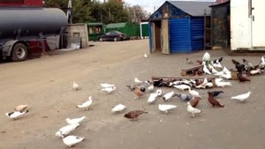 Армянские бойные голуби Артура  Часть 6