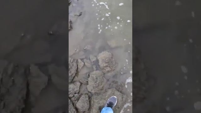 подстрелил пеленгаса #охотанарогатку #рыбалкасрогаткой #bowfishing #slingshotfishing смотреть онлайн