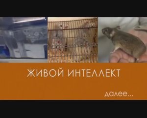 "живой интеллект" /видео для внутреннего пользования, публичное размещение запрещено/