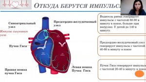 Нарушения ритма сердца: просто о важном