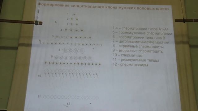 Голиченков В. А. - Эмбриология - Сперматогенез