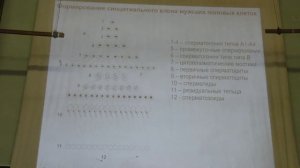Голиченков В. А. - Эмбриология - 3. Сперматогенез