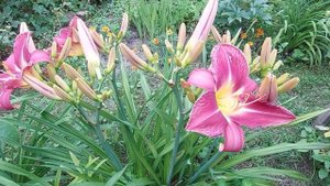 Лилейники Эль Десперадо,Близзард Бэй,Чиз энд Вайн,Хелло Скриме,Бонанза.Лилия Будлайт.28 июля 2024.