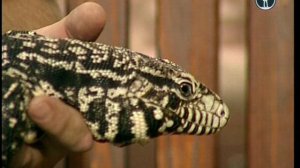 В мире животных с Николаем Дроздовым 2013 г Выпуск - 8