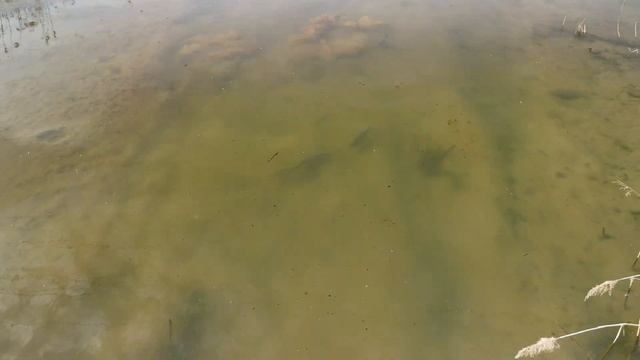 24 марта 2024 г.нерест смотреть онлайн