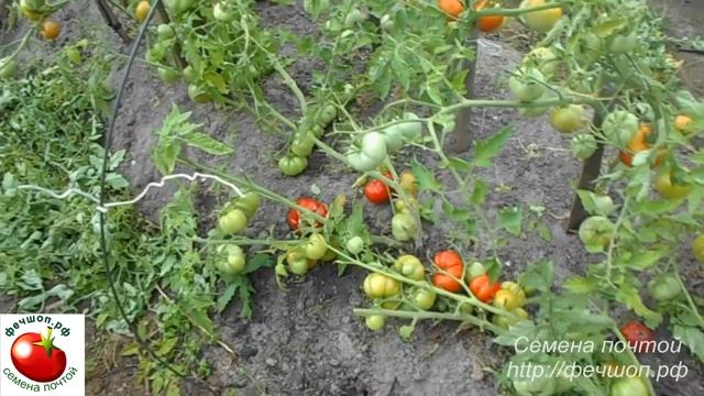 Моя рассада томатов никогда не вытягивается