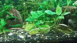 Video.Guru_20240229_154706950.mp4