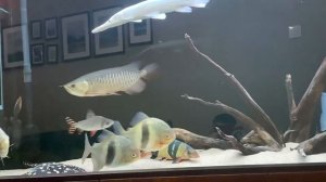 07/02/20 Милеус Ламакс2, семарохилодус, азиатская арована, скаты леопольди, боция клоун, L-95