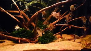 Satanoperca  jurupari & Pterophyllum scalare sp. 'Rio Nanay'