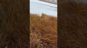 Охота на уток с Иж-18