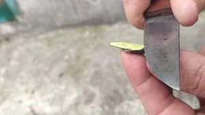 Прививка в приклад. Что нужно знать?