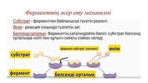 Ферменттердің әсер ету механизмі  Ферменттердің белсенді орталықтары  9 СЫНЫП