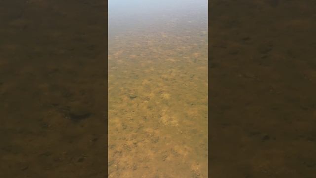 увидел черепашку смотреть онлайн