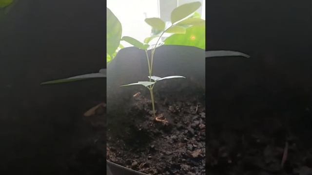 Экзотические растения дома, джекфрут, питахайя, маракуйя, лонган, манго