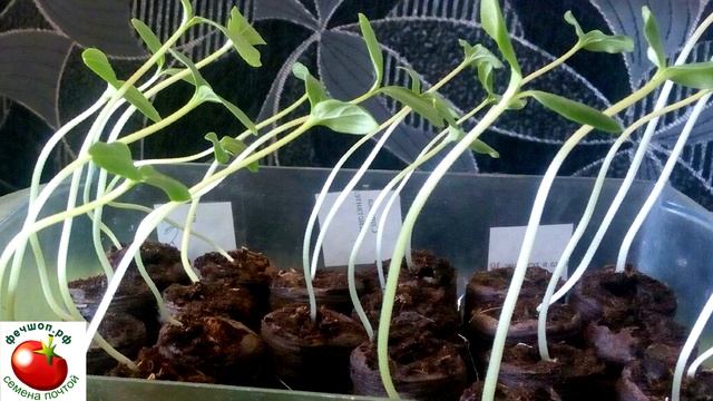 Шпаргалка по выращиванию рассады огурцов