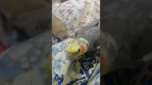 Попугай Кеша поет