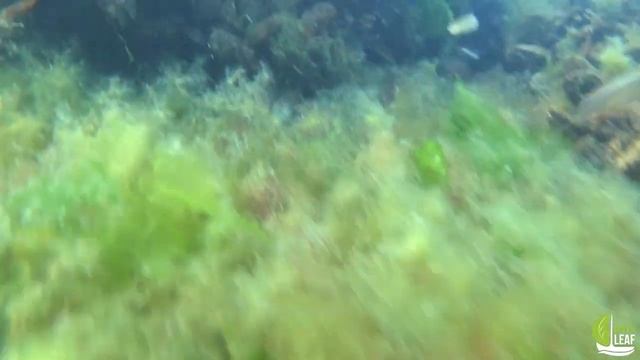 Одесский эколог показал завораживающее видео с морского дна смотреть онлайн