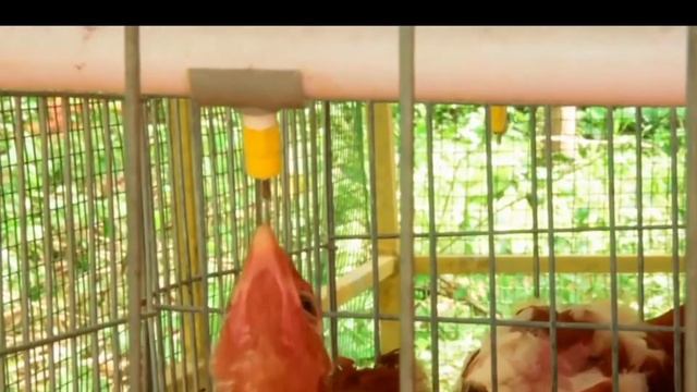 100hens cage avalable in karanataka. Homedelivery avalable. PH:9995999629. #Bv380cage