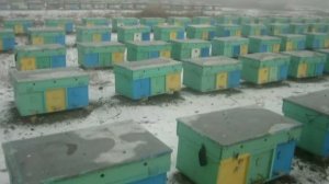 Продажа пчел и пчелопакетов