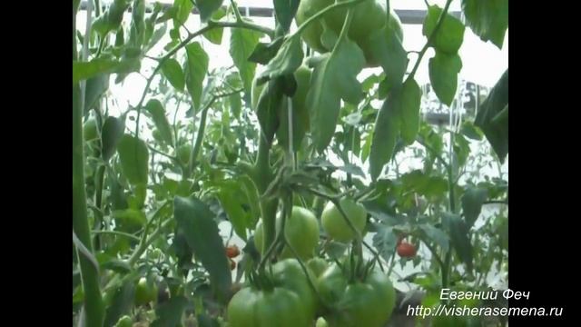 Помидоры Черный великан.