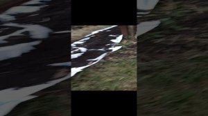 Виноград под зимним укрытием