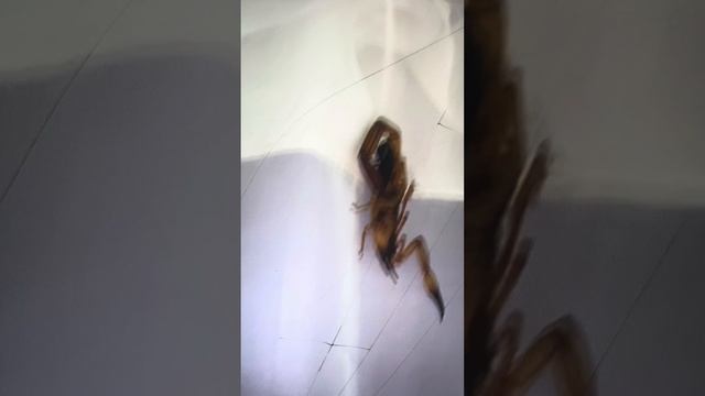 Don't be scared to Subscribe смотреть онлайн