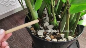 ЗАМИОКУЛЬКАС будет РАСПИРАТЬ ГОРШОК, если выращивать ТАК и даже дохлый цветок выдаст много листьев