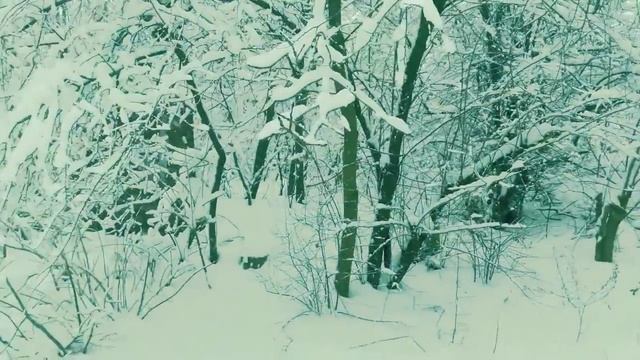 Метель в городе Донецке.Призрак тигра.