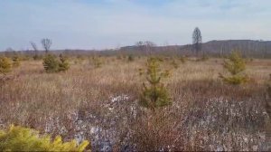 Заготовленные сосны в Амурской области