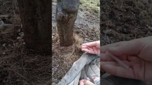 Обнаружили коричневую жидкость из дерева? Лечим дерево с помощью инъекций.