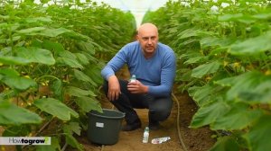 Как правильно защитить огурец от болезней и вредителей – часть 1