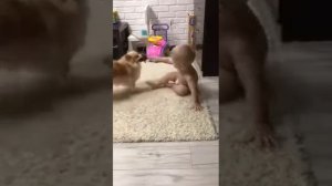 Шпиц играет с ребёнком