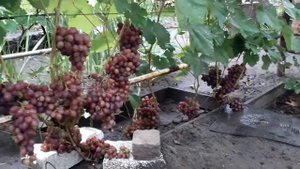 виноград Памяти учителя