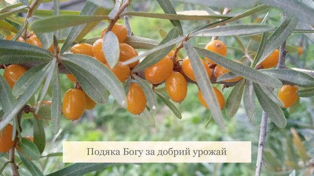 Подяка Богу за добрий урожай.