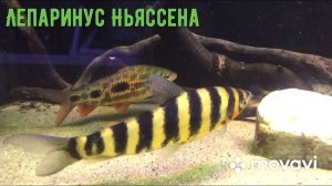 Leporinus Nijsseni (Лепаринус Ньяссена)