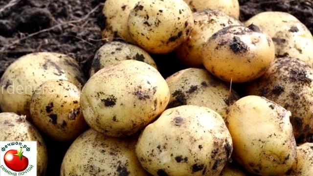 Лучшие сорта рассыпчатого картофеля для посадки.
