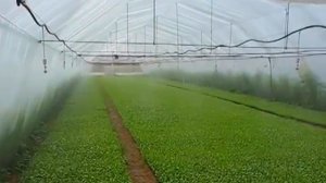 Миниспринклер "VibroNet" видео работы (пр-во "Netafim", Израиль)