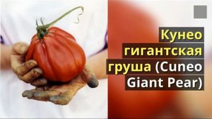 Лучшие сорта помидоров.  Советую для выращиванию!
