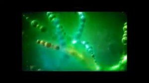 Полипренолы