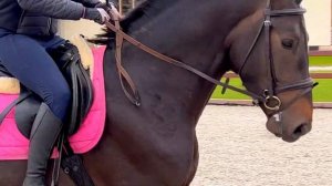 Молодой жеребец породы KWPN (Голландская теплокровная) Орсон