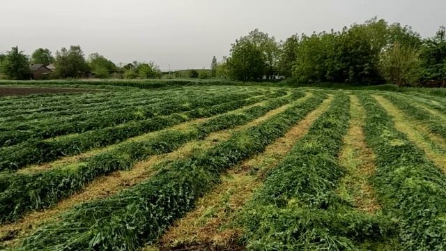 СЕНОКОС 2024. Приступил к заготовке сена, кошу люцерну на сено.